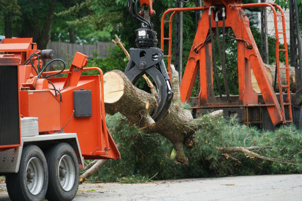 Best Arborist Services Near Me  in East Grand Forks, MN